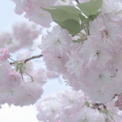 兽设星空元素设计福瑞交流群